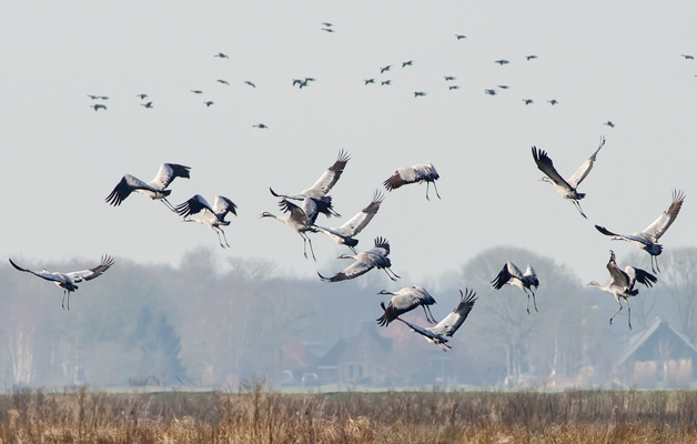 Kraanvogels Kraanvogels In Nederland